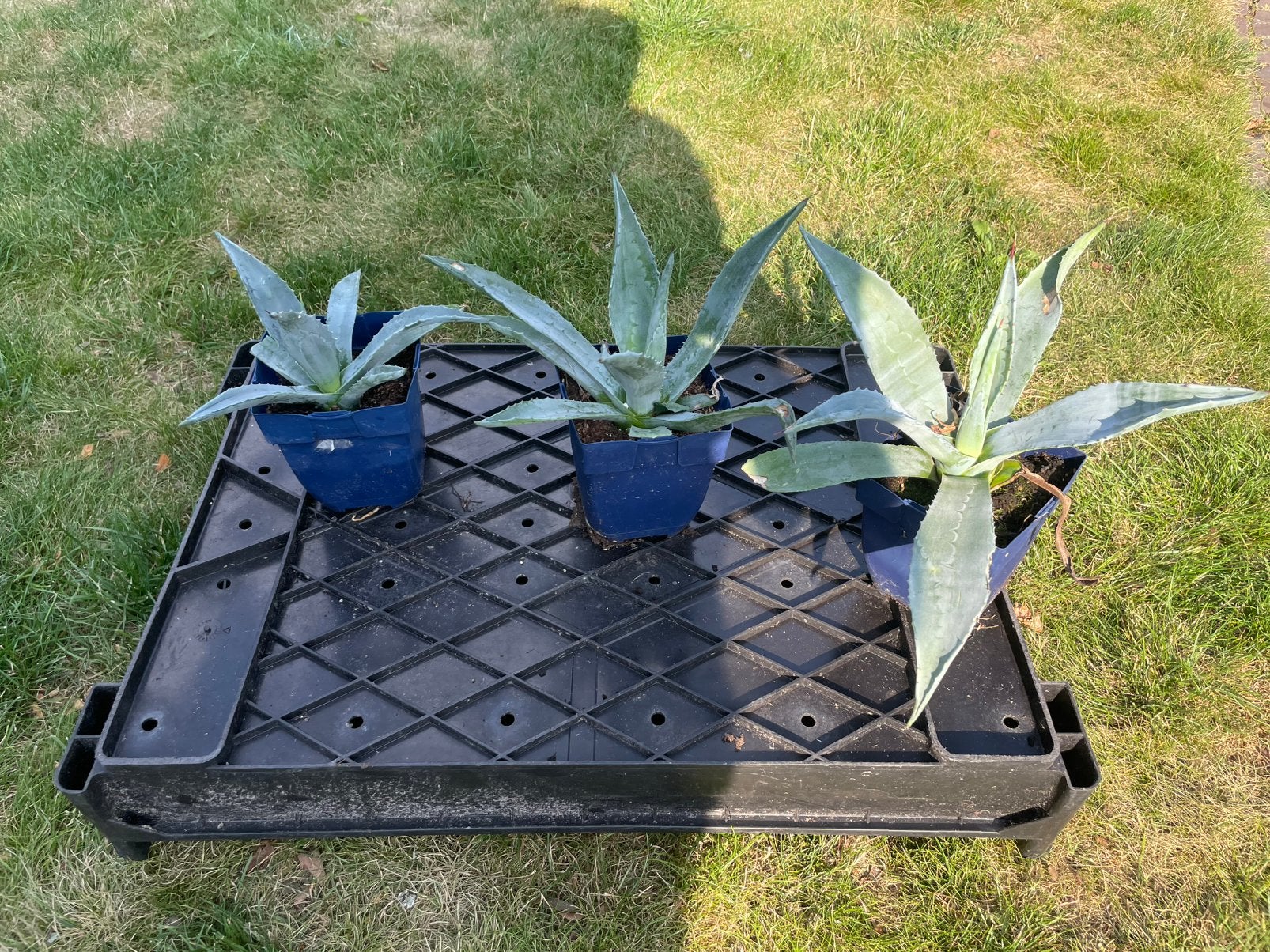 Agave americana, Tuin en Terras, Ophalen, Bloeit niet, Overige soorten, Volle zon