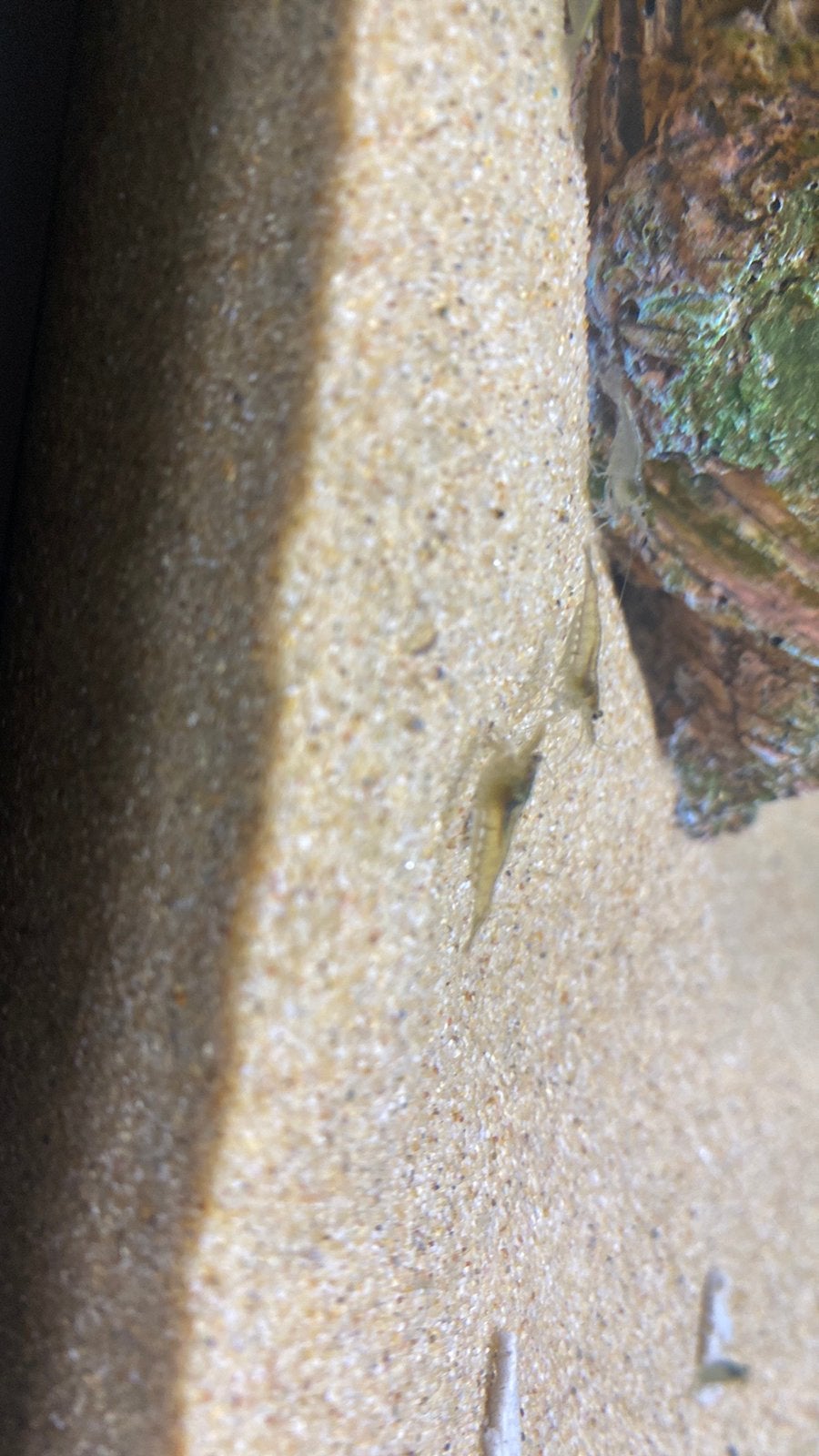Glas garnalen, Dieren en Toebehoren, Vissen | Aquariumvissen, Kreeft, Krab of Garnaal