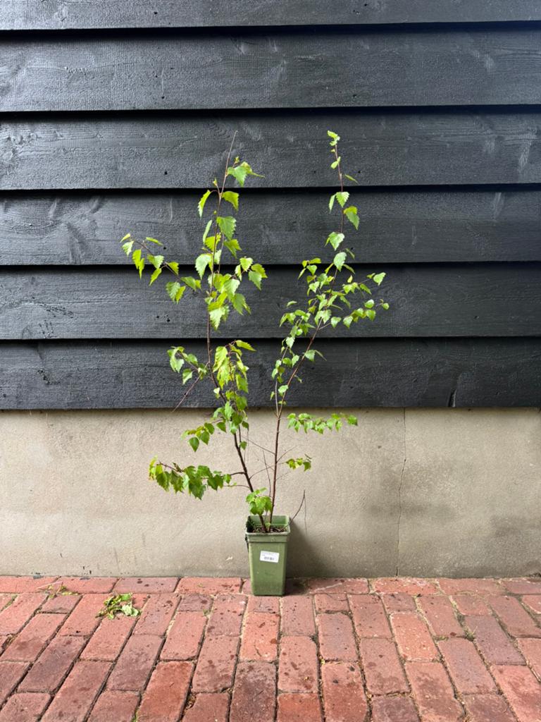 Betula pendula (Ruwe berk) 90cm, Tuin en Terras, Planten | Bomen, Overige soorten, Lente, Minder dan 100 cm, Ophalen