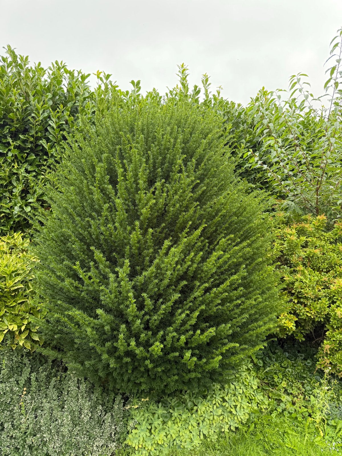 Groene Taxus Struik - Diameter 140cm, Hoogte 220cm, Vaste plant, Bloeit niet, Halfschaduw, Ophalen