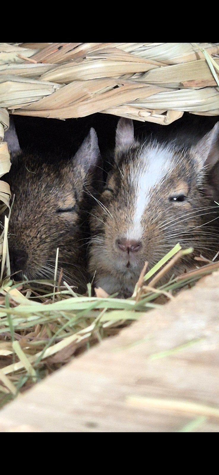 2 vrouwtjes degoe zoeken nieuwe groep, (appart weg), Dieren en Toebehoren, Juni, Vrouwelijk, Overige typen