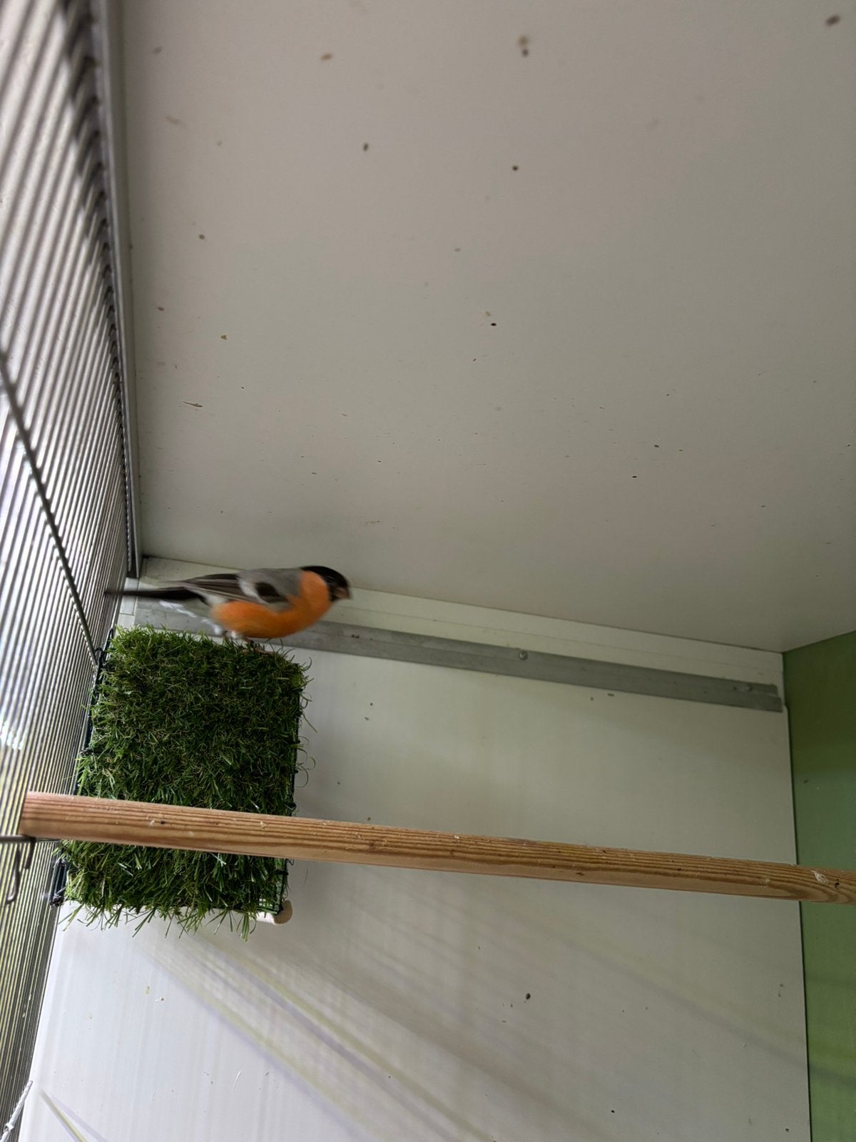 Goudvink man bruin, Dieren en Toebehoren, Mannelijk, Wildzangvogel, Geringd