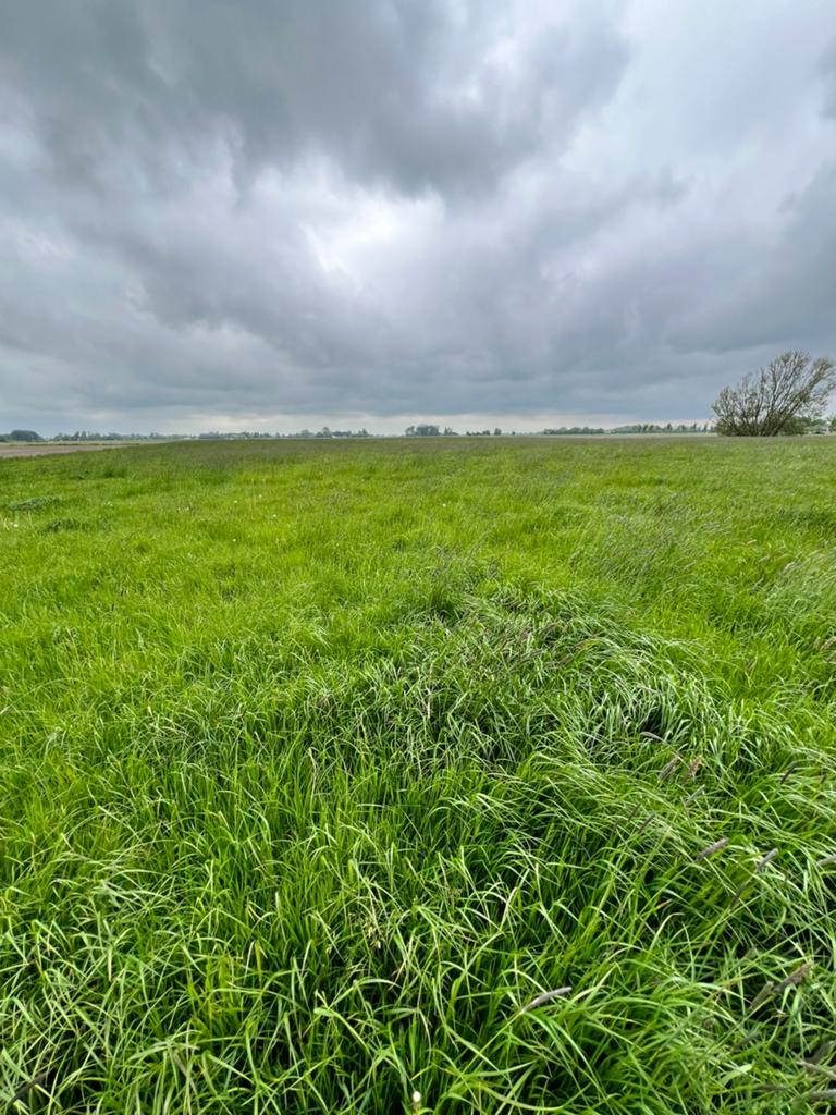Gras op stam
