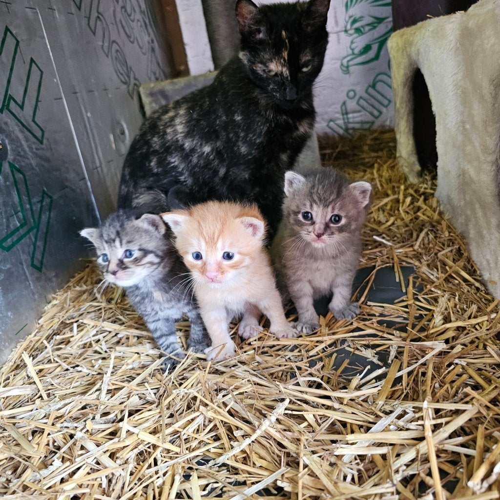 Prachtige handtamme boerderijkittens te koop!, Dieren en Toebehoren, Katten en Kittens | Dekkaters, 0 tot 2 jaar