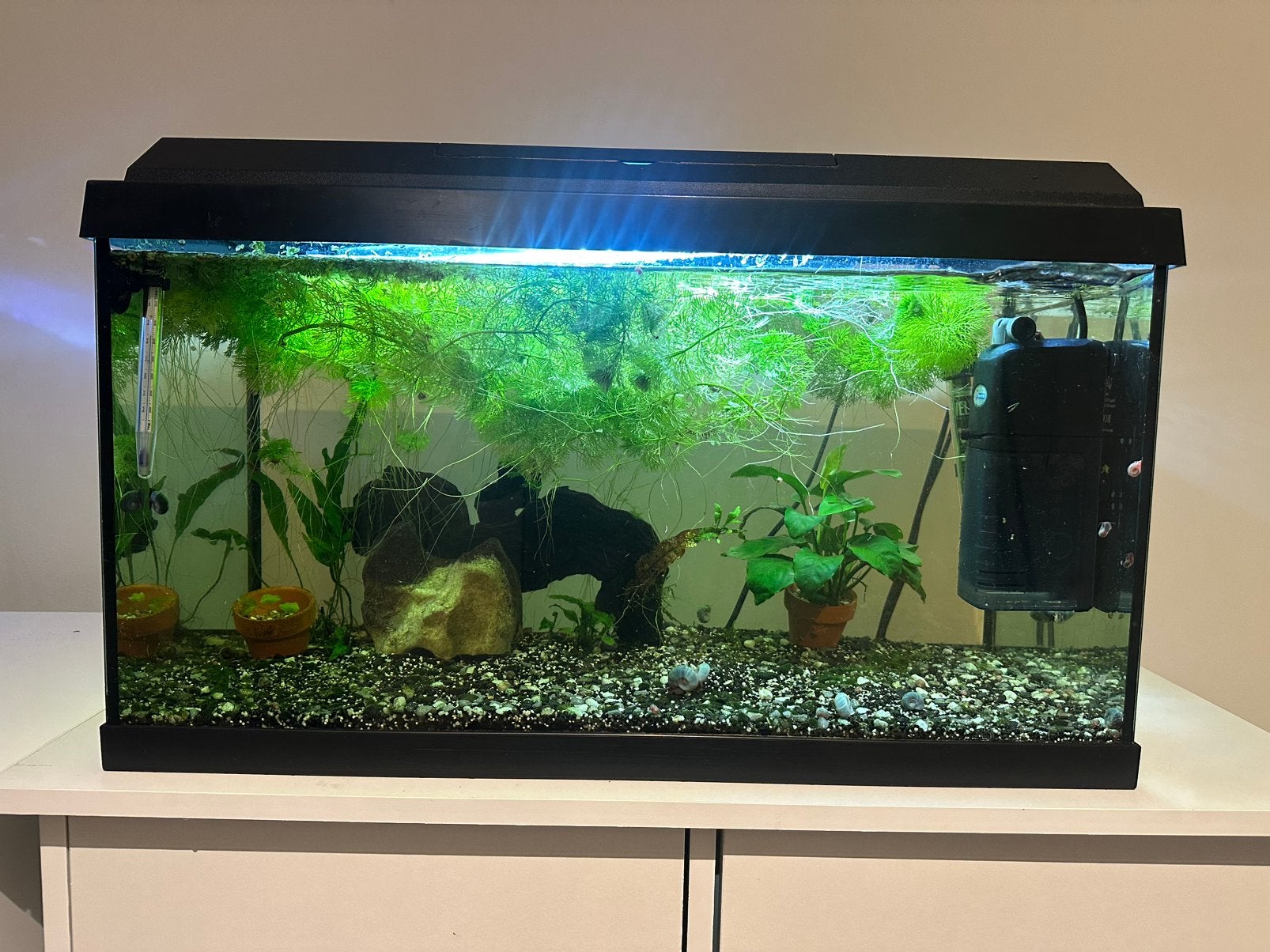 Juwel Primolux 60L - Compleet aquarium, Dieren en Toebehoren, Ophalen, Gebruikt, Gevuld zoetwateraquarium, Inclusief deksel
