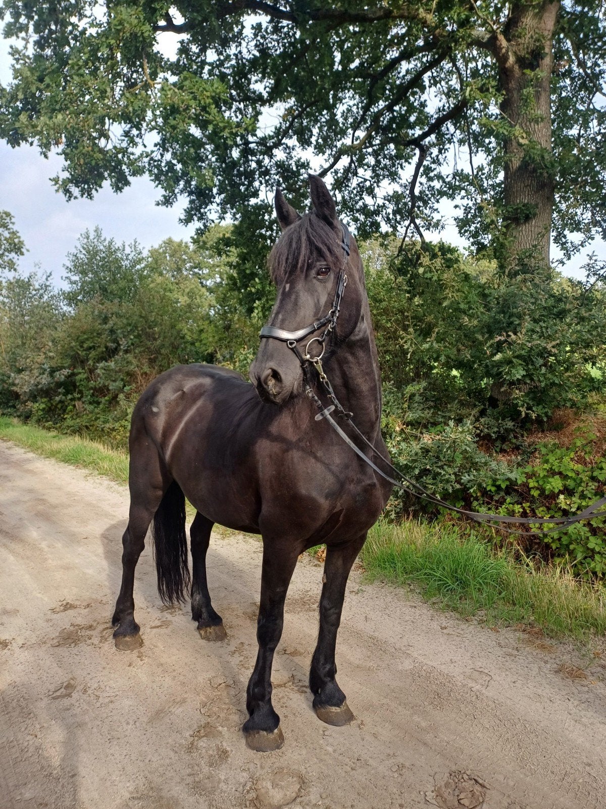 Friese merrie Maaike, Dieren en Toebehoren, Merrie, 160 tot 165 cm, Recreatiepaard, 11 jaar of ouder