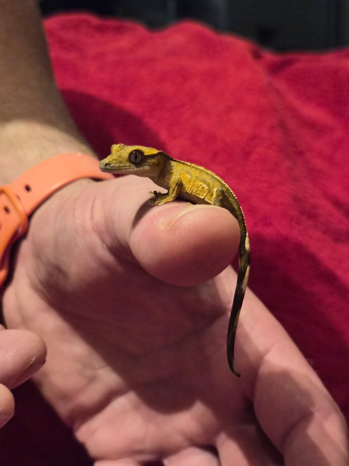 wimper gekko Charm, Overige soorten, Tam, 0 tot 2 jaar