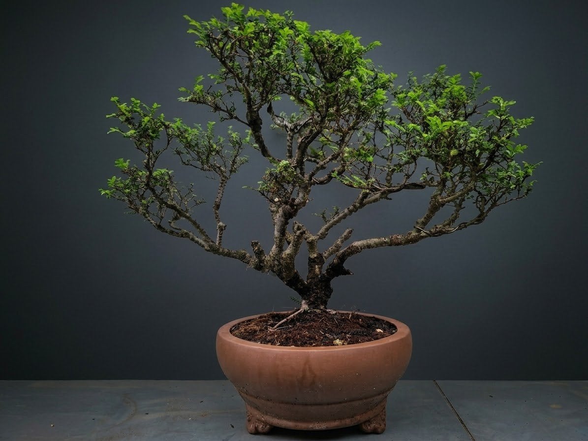 bonsai ulmus sei, Ophalen, Bloeit niet, Halfschaduw, Overige soorten
