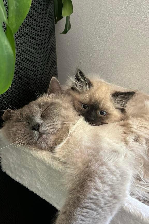 Klein vrouwtjeskatje, Dieren en Toebehoren, Poes