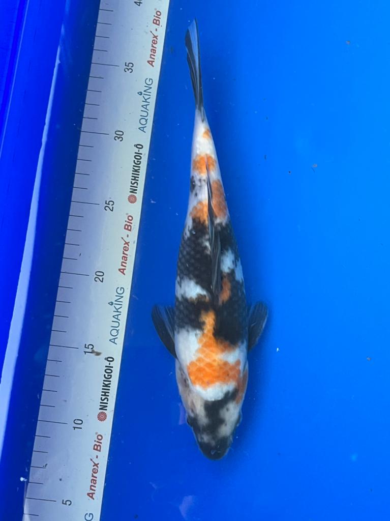Showa, Karper of Koi