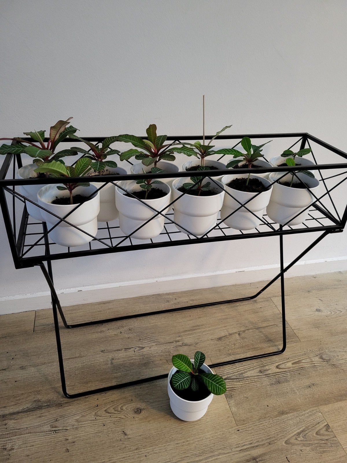 Madagascar Jewel stekjes in pot, Ophalen, Overige soorten, Minder dan 100 cm