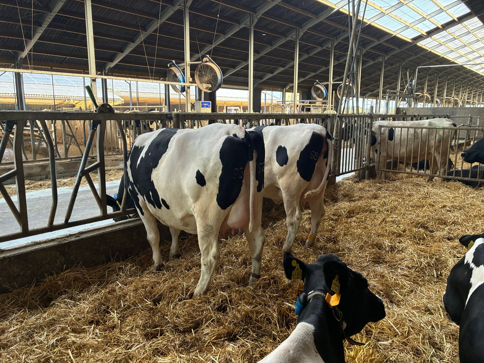 Gekalfde- kalfvaarzen te koop, Dieren en Toebehoren, Runderen, Meerdere dieren