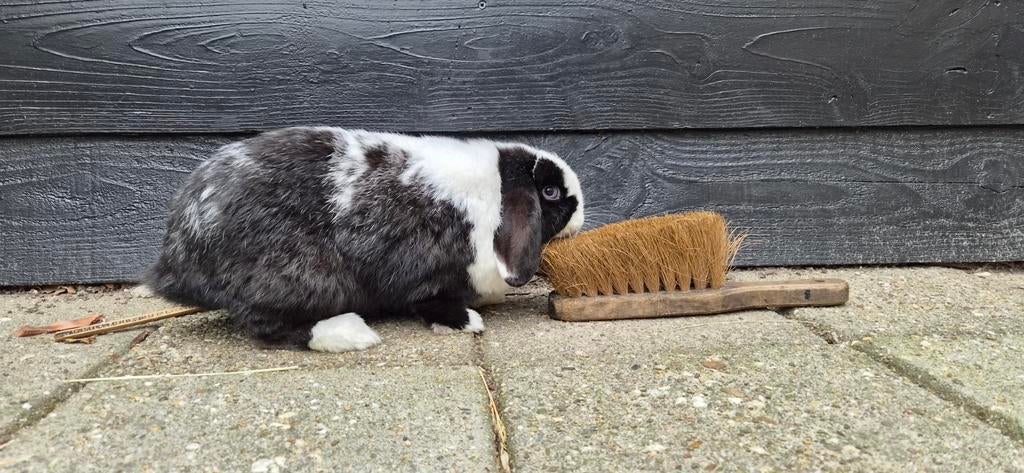 Konijn, Dieren en Toebehoren, Knaagdieren, Juni, Mannelijk, Overige typen