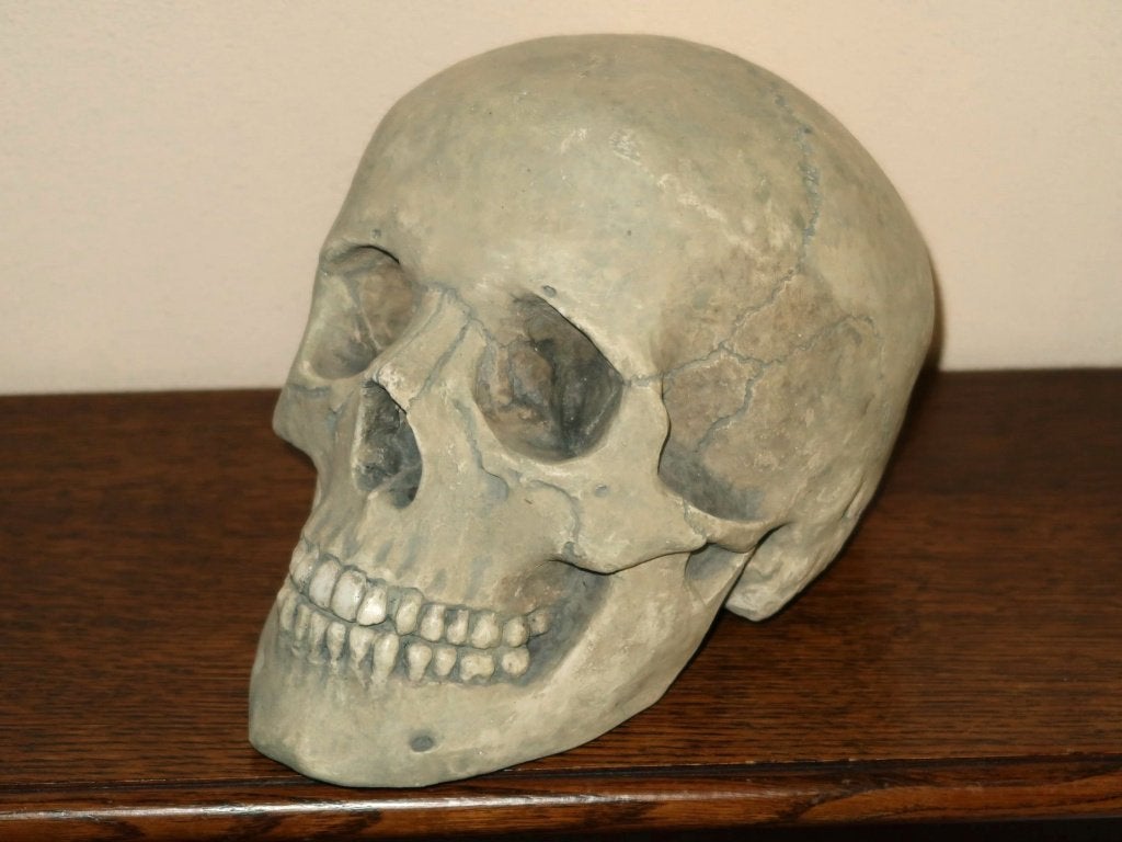 REPLICA volledige Schedel mens, complete menselijke skull 19, Verzamelen, Overige Verzamelen, Ophalen of Verzenden, Nieuw