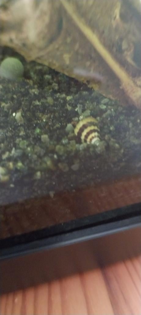 Helena slak, Dieren en Toebehoren, Vissen | Aquariumvissen, Slak of Weekdier