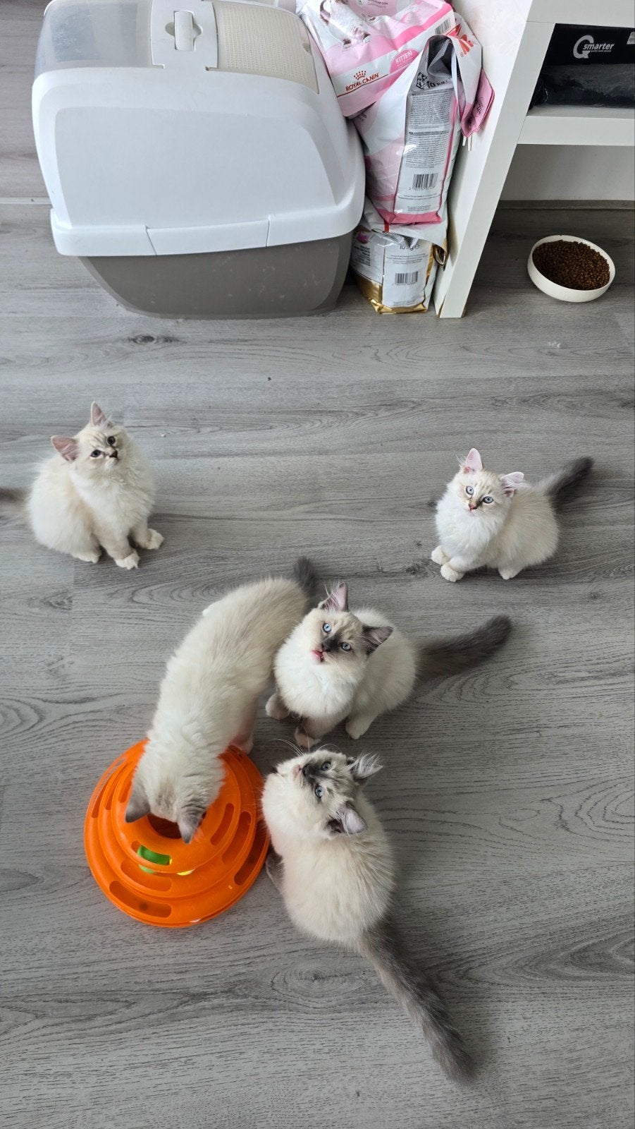 Siberische kittens Neva Masquerade met Stamboom, Dieren en Toebehoren, Meerdere dieren, Met stamboom, 0 tot 2 jaar