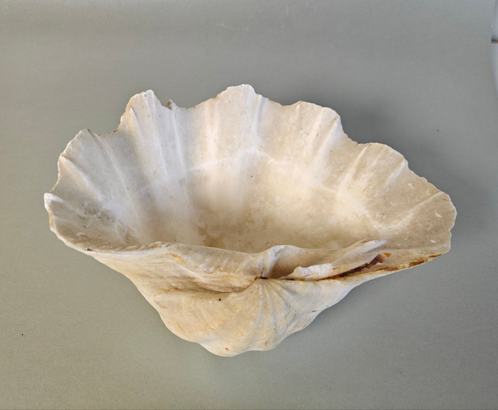 Doopvontschelp. Grote schelp, Verzamelen, Ophalen of Verzenden, Schelp(en)