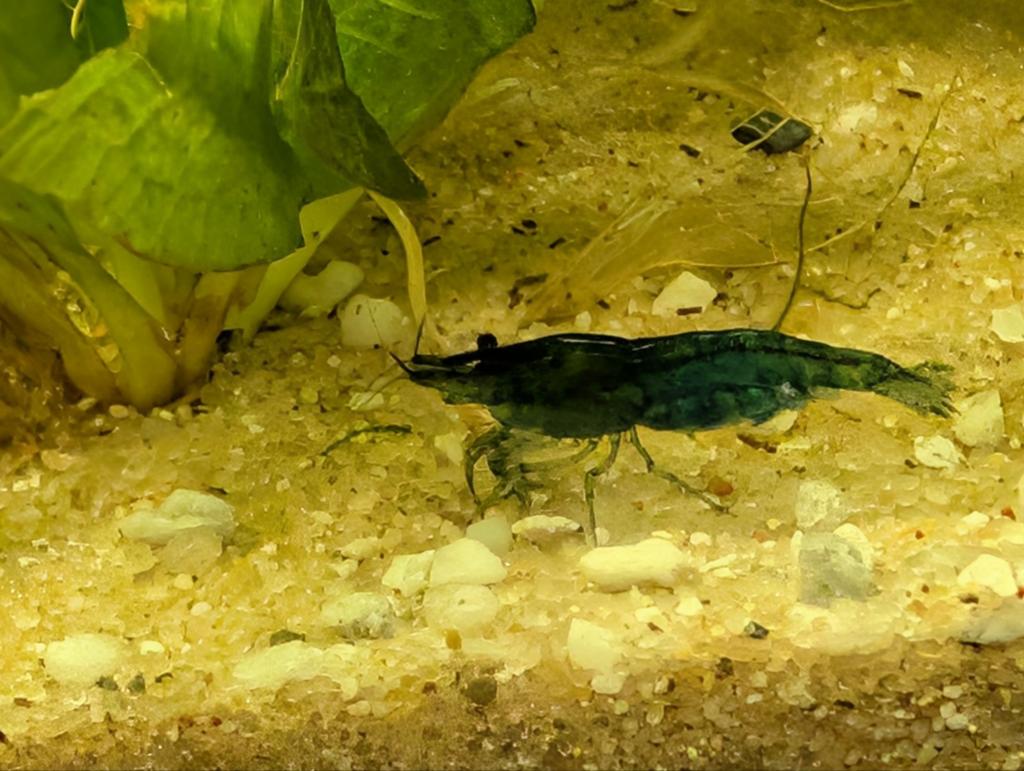 Blauwe garnalen, Kreeft, Krab of Garnaal