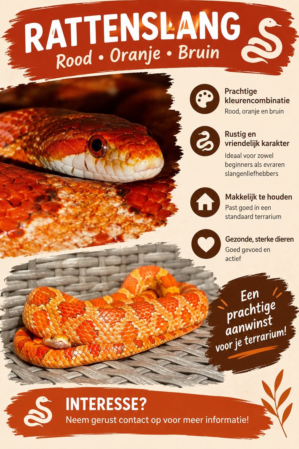 HANDTAMME Rood/oranje rattenslang, Slang, 0 tot 2 jaar