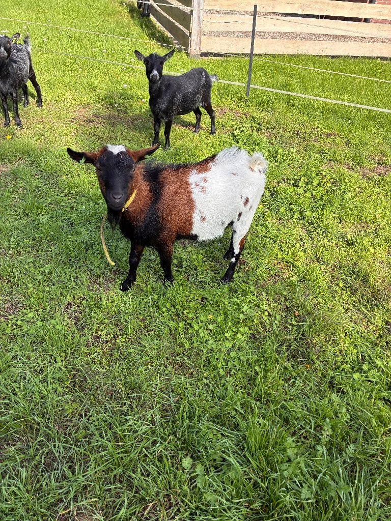 Mooie hoornloze dwergbok, Dieren en Toebehoren, Mannelijk, Geit, 0 tot 2 jaar