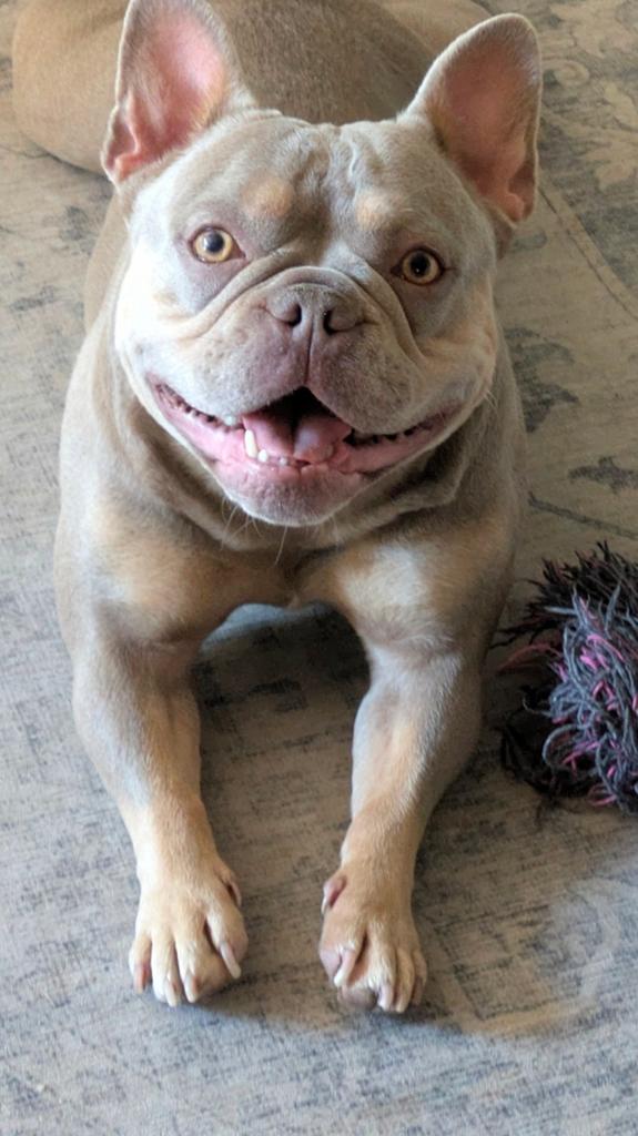 Franse Bulldog teefje – gezond – alleen serieuze reacties, Dieren en Toebehoren, Honden | Bulldogs, Pinschers en Molossers, Parvo