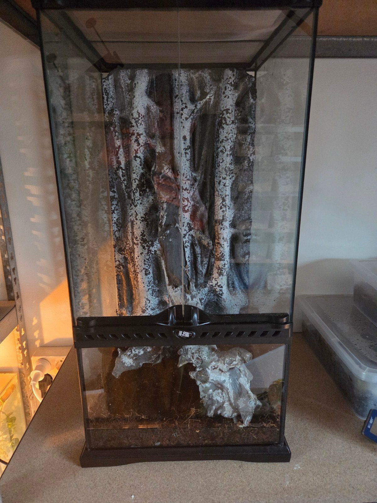 Wimpergekko incl terrarium 30x30x60 Crested Gecko photo 4
