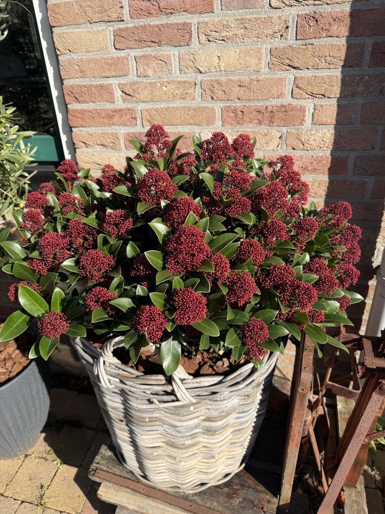 Skimmia japonica 'Rubella' pot 30 cm H 60 CM, Vaste plant, Halfschaduw, Herfst, Ophalen