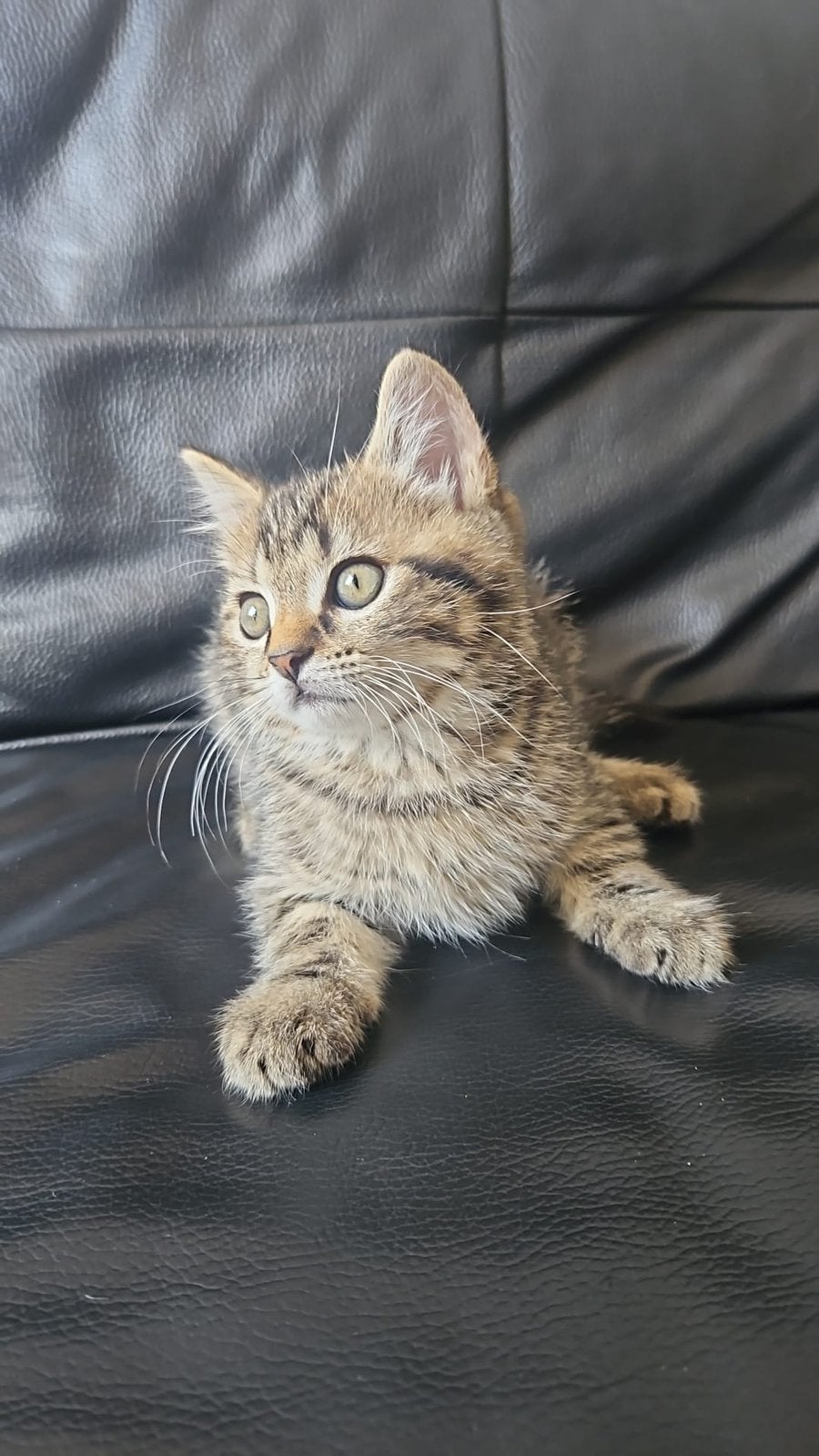 Britse korthaar kittens, Dieren en Toebehoren, Katten en Kittens | Dekkaters, 0 tot 2 jaar