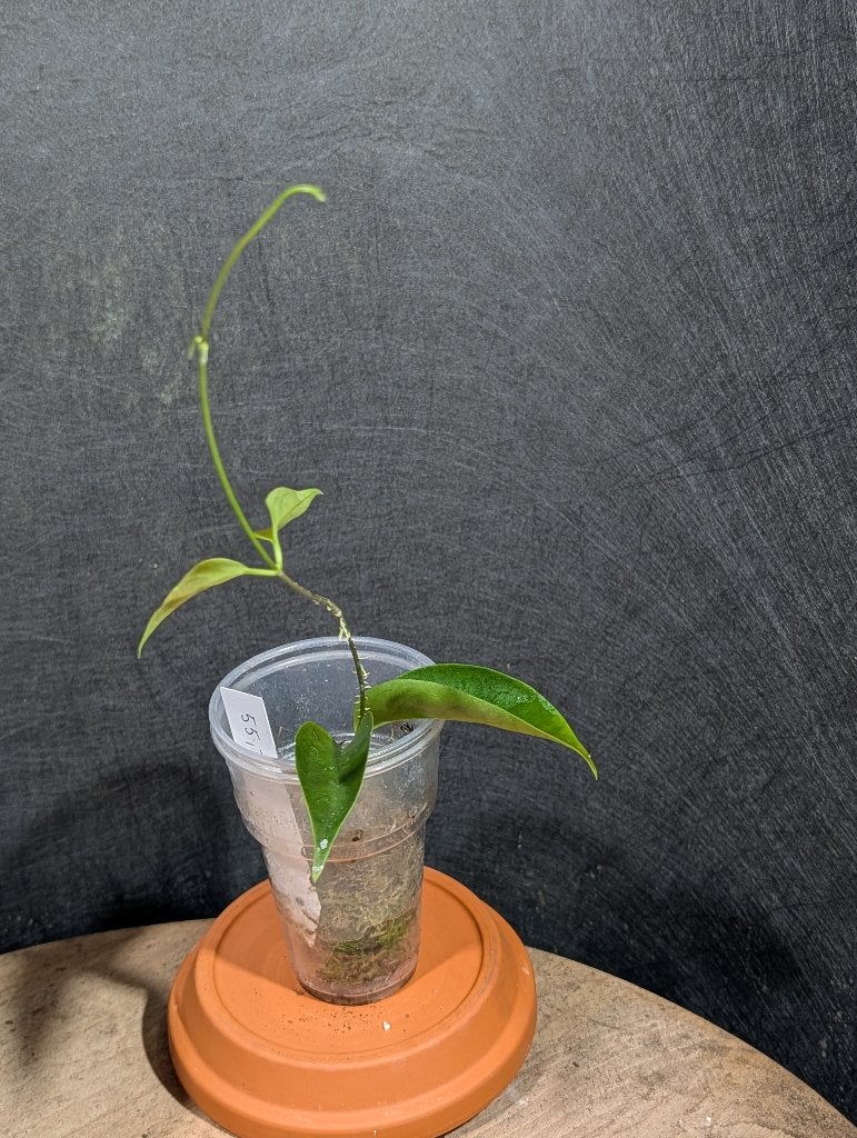 Hoya chloroleuca, Overige soorten, Minder dan 100 cm, Bloeiende kamerplant, Halfschaduw