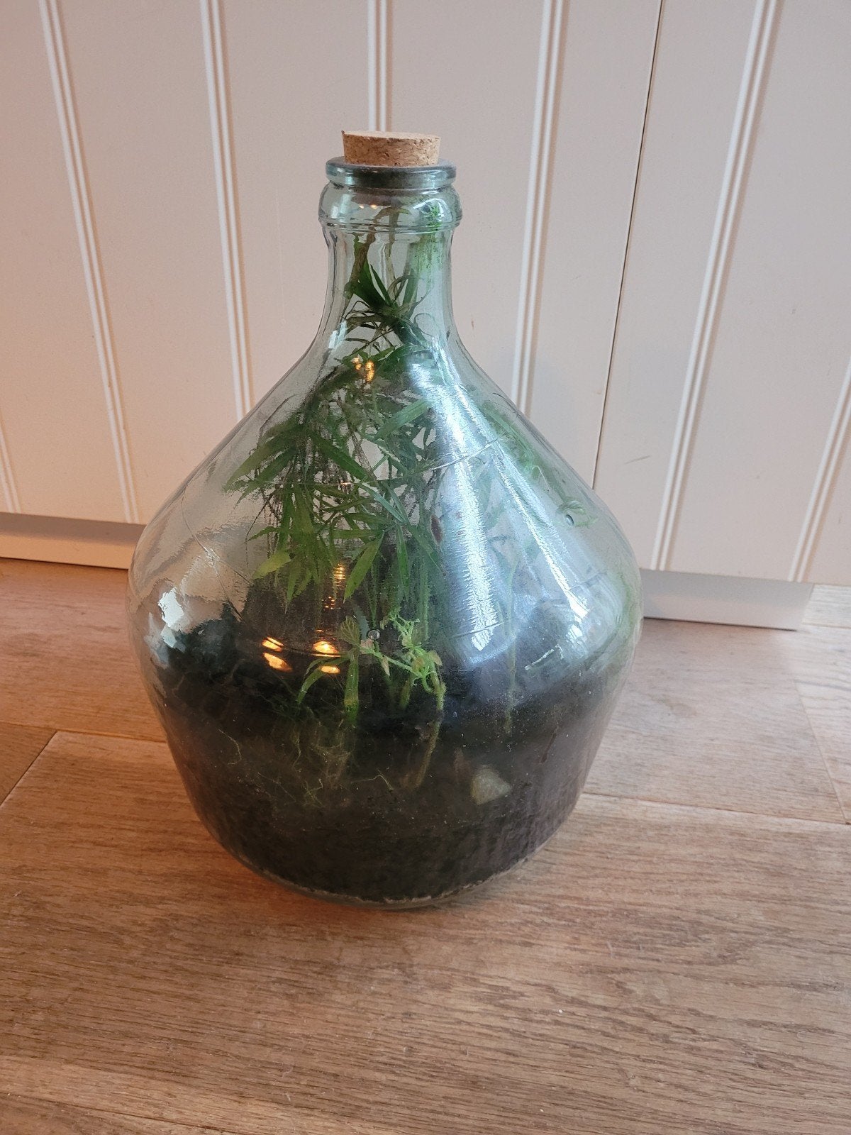 Terrarium in glazen fles - 40x25 cm, Ophalen, Groen, Gebruikt, Modern