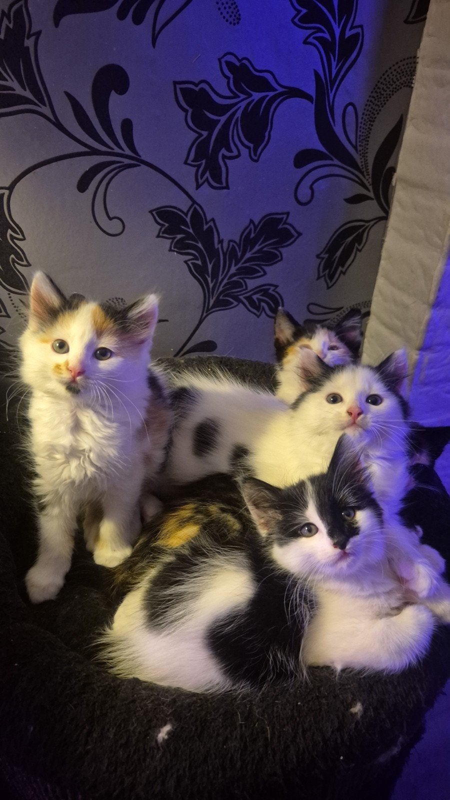 kittens mainecoon mix, Dieren en Toebehoren, Meerdere dieren, Langharig, 0 tot 2 jaar