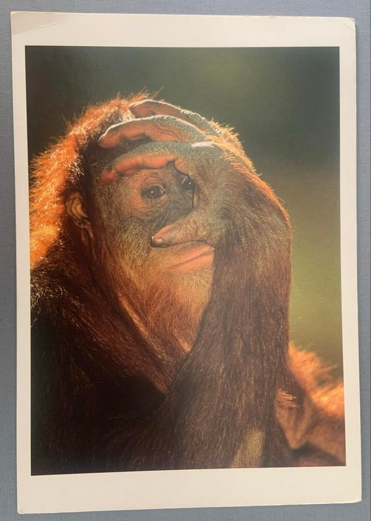 Orang-oetan - Pongo pygmaeus - Frans Lanting, Verzenden, Ongelopen