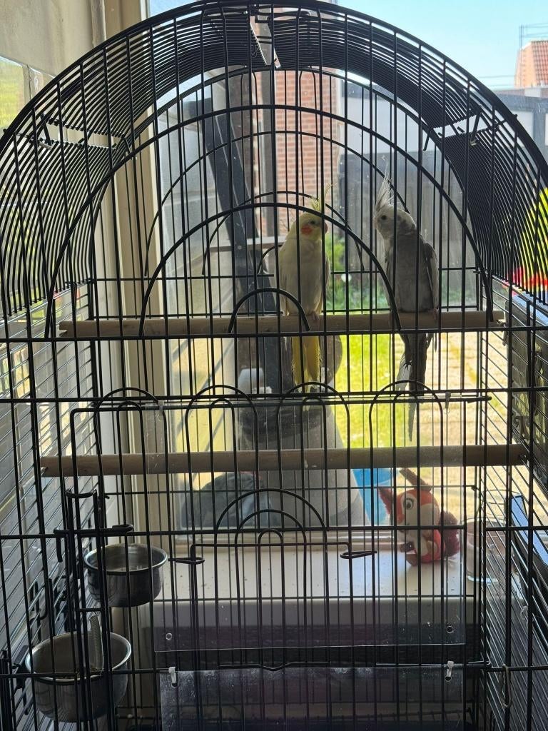 Jong koppel valkparkieten met grote kooi en accessoires, Meerdere dieren, Parkiet, Tam