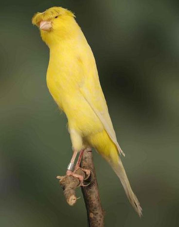 op zoek naar een zing gele kanarie met kuif, Meerdere dieren, Kleurkanarie