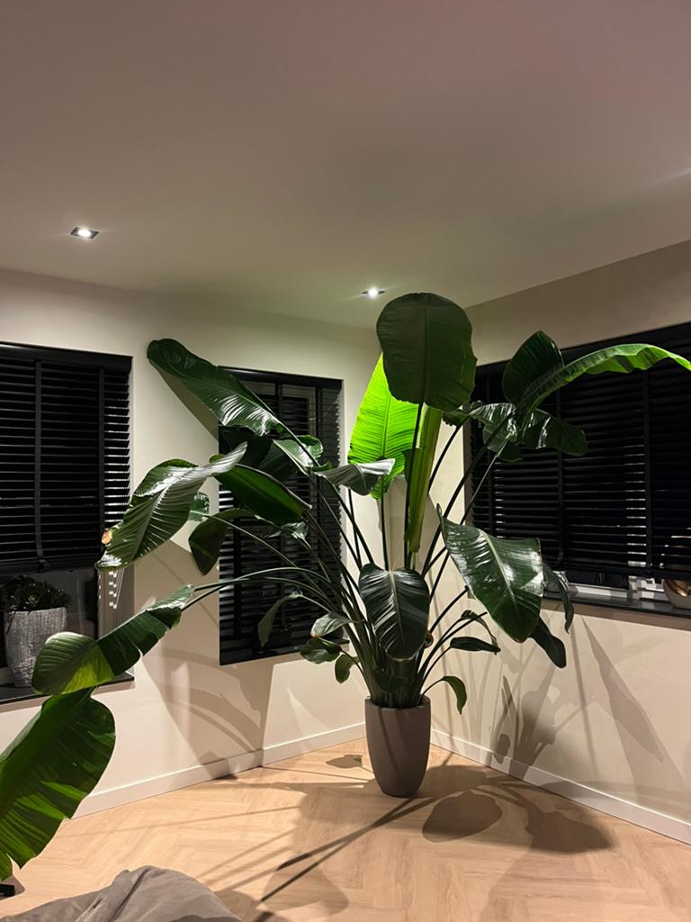 Strelizia in pot, Ophalen, 200 cm of meer, Halfschaduw, In pot