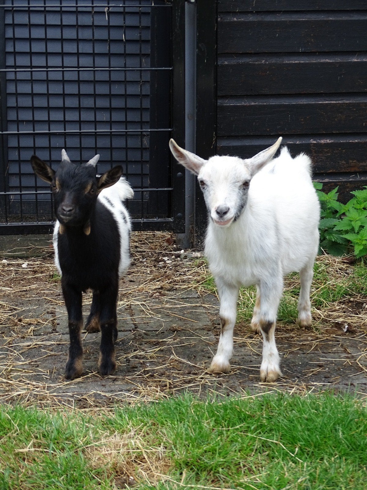 2 supermooie bokjes te koop!, Dieren en Toebehoren, Schapen, Geiten en Varkens, Mannelijk, Geit, 0 tot 2 jaar