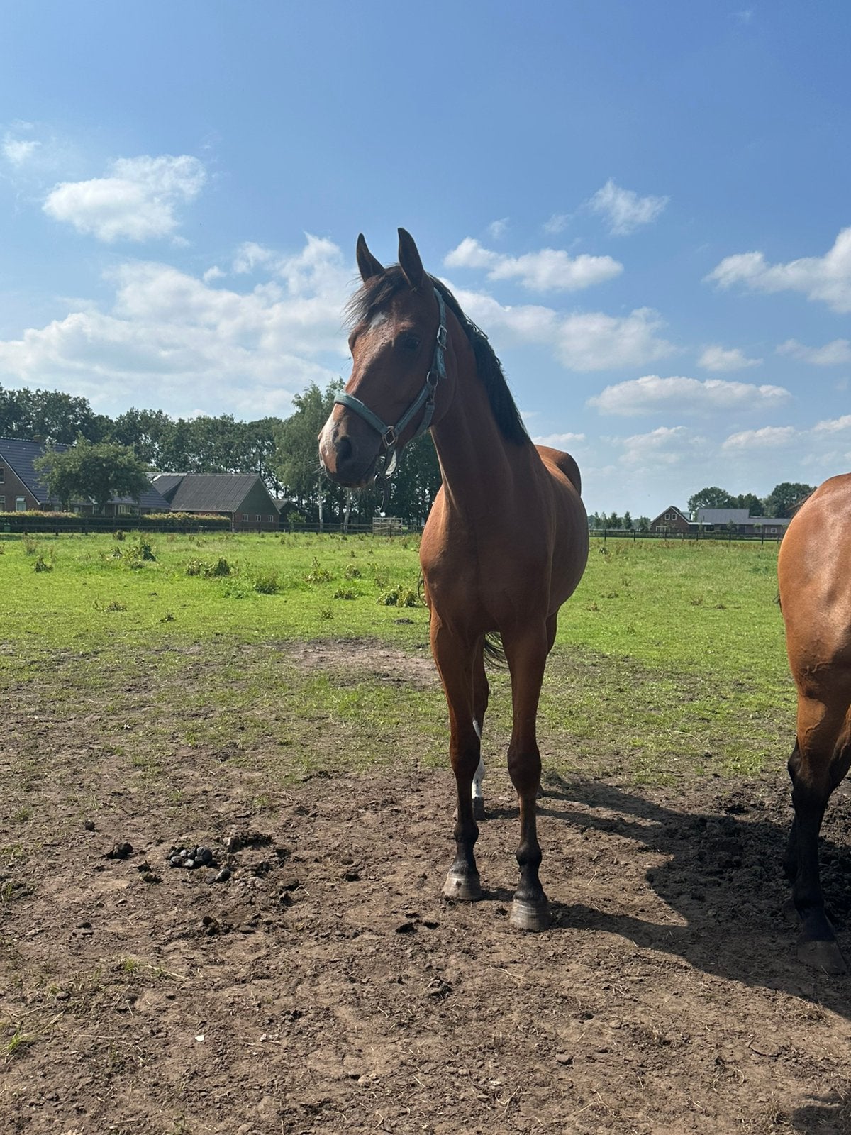 4 jarige ruin, Ruin, Dressuurpaard, 3 tot 6 jaar