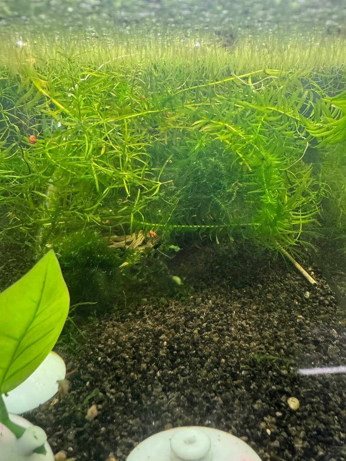 Veel aquariumplanten en decoraties, Dieren en Toebehoren, Vis