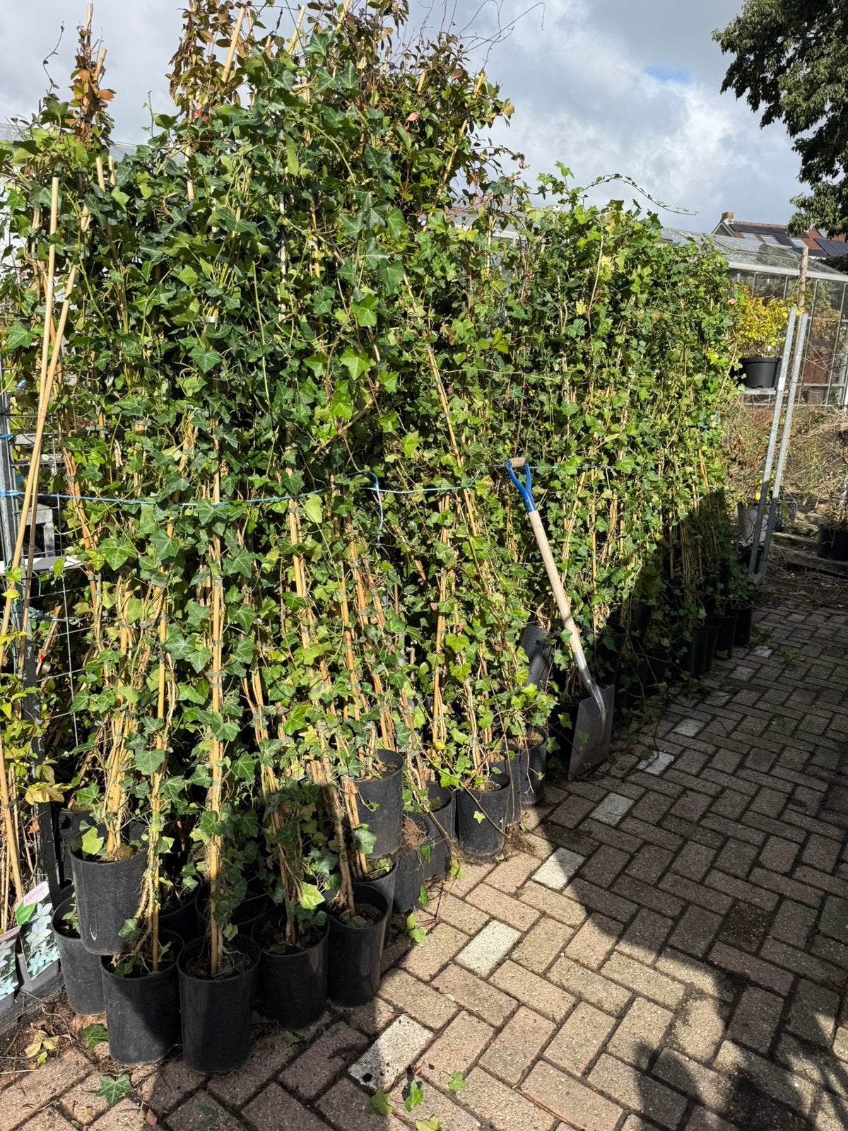 Hedera superlang 2,5 - meter zeker nog 150 stuks pst 3,95, Tuin en Terras, Ophalen, Bloeit niet, Vaste plant, Klimplanten
