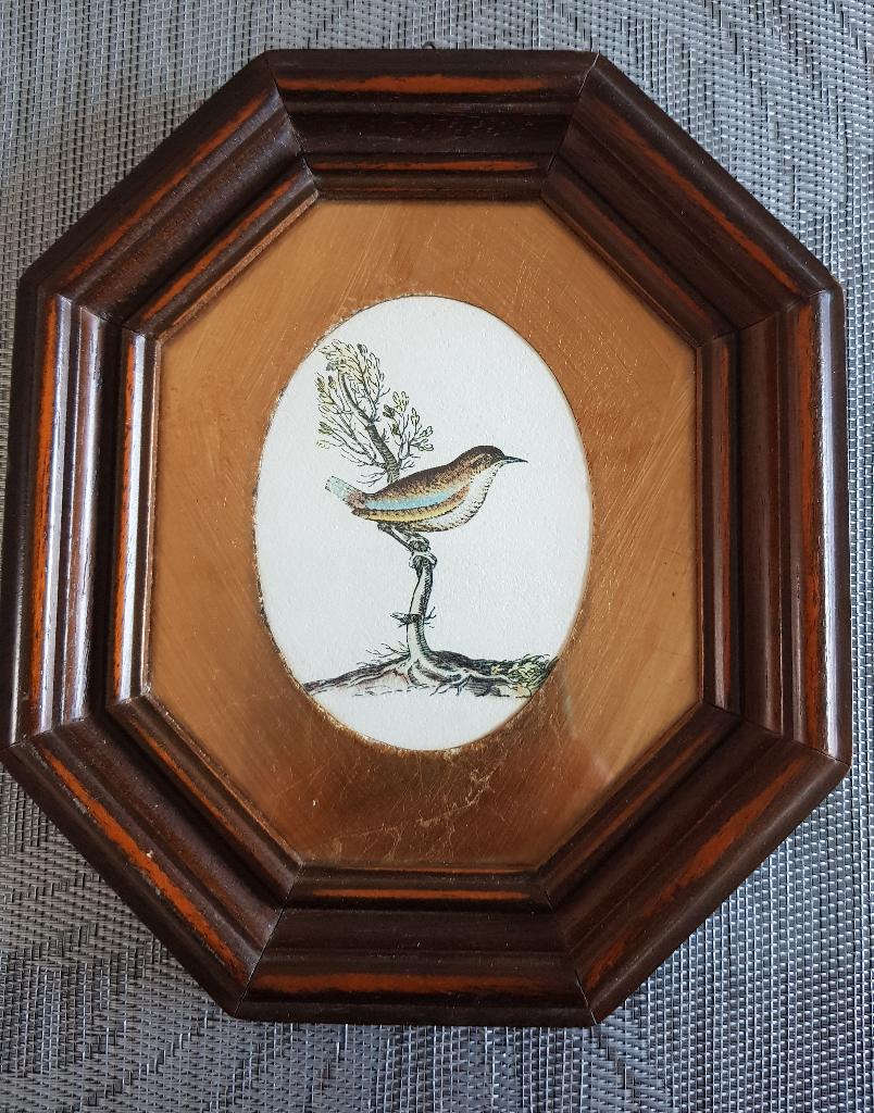 Ingekleurde Ets, Verzenden, Flora en Fauna, Ets, Ingelijst