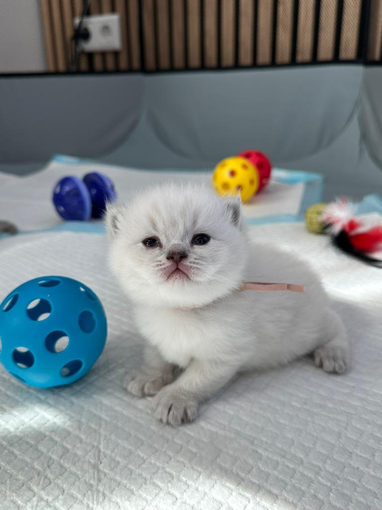 Lieve Britse Korthaar kitten zoekt een gouden thuis, Dieren en Toebehoren, Katten en Kittens | Raskatten | Korthaar, Kater, Ontwormd