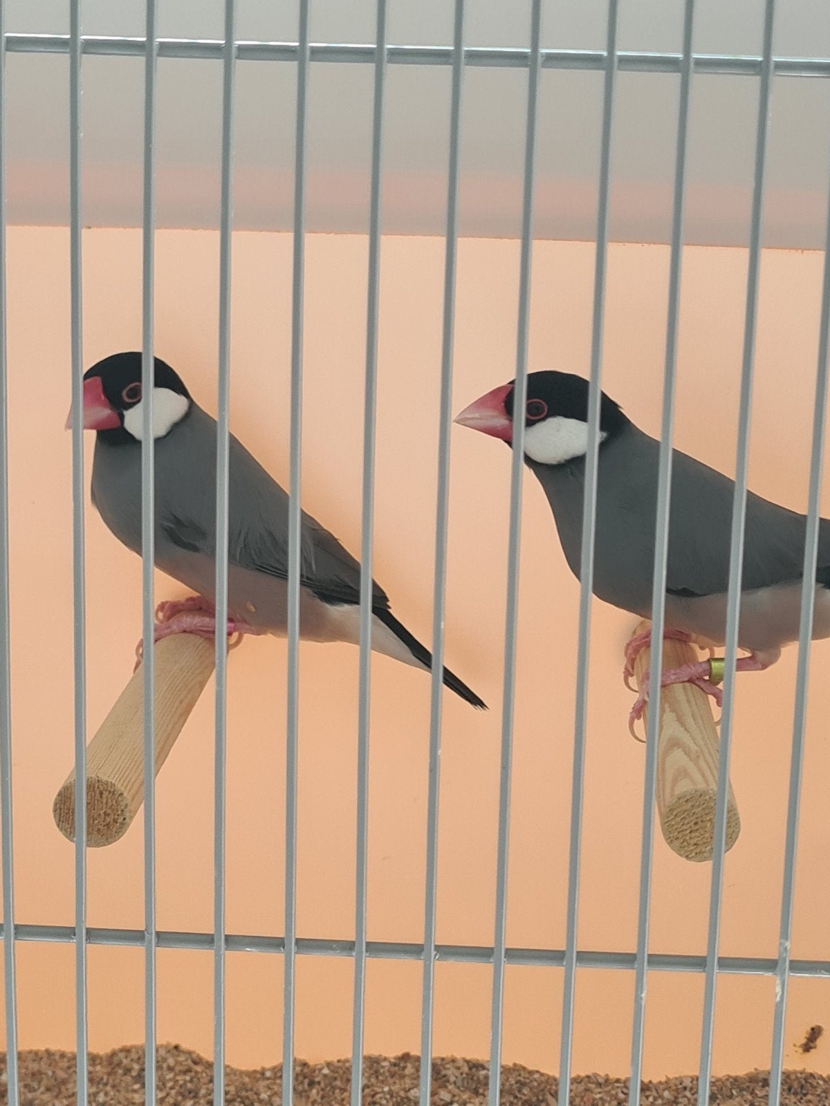 wildkleur en witte rijstvogels, Meerdere dieren, Tropenvogel, Geringd