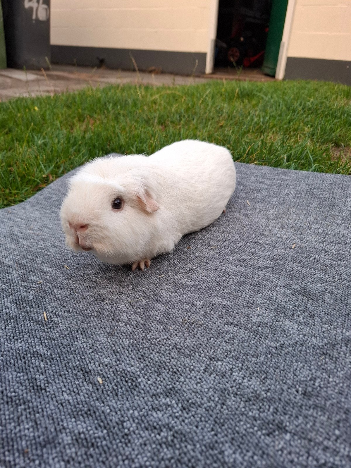 Engels gekruinde witte beer, Dieren en Toebehoren, Knaagdieren, Cavia, Mannelijk, Juli, Tam