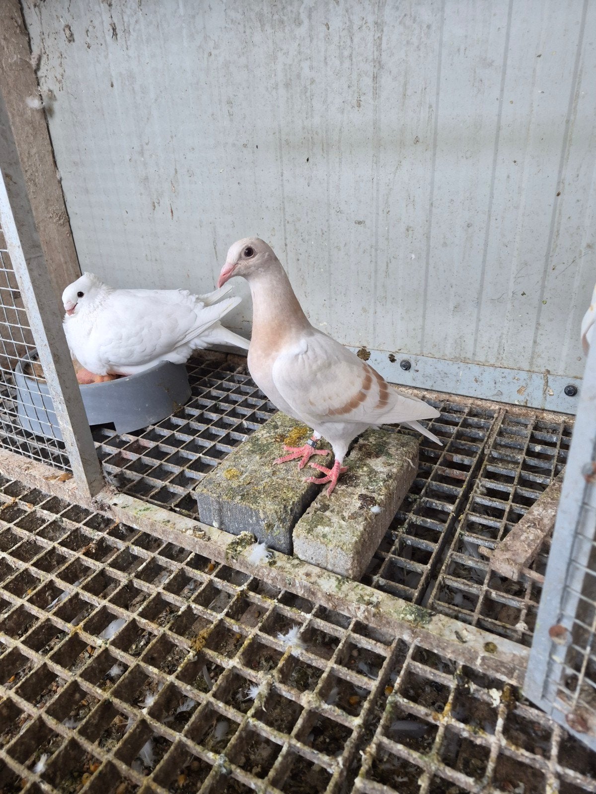 koppel kleurpostduiven te koop., Dieren en Toebehoren, Meerdere dieren, Postduif