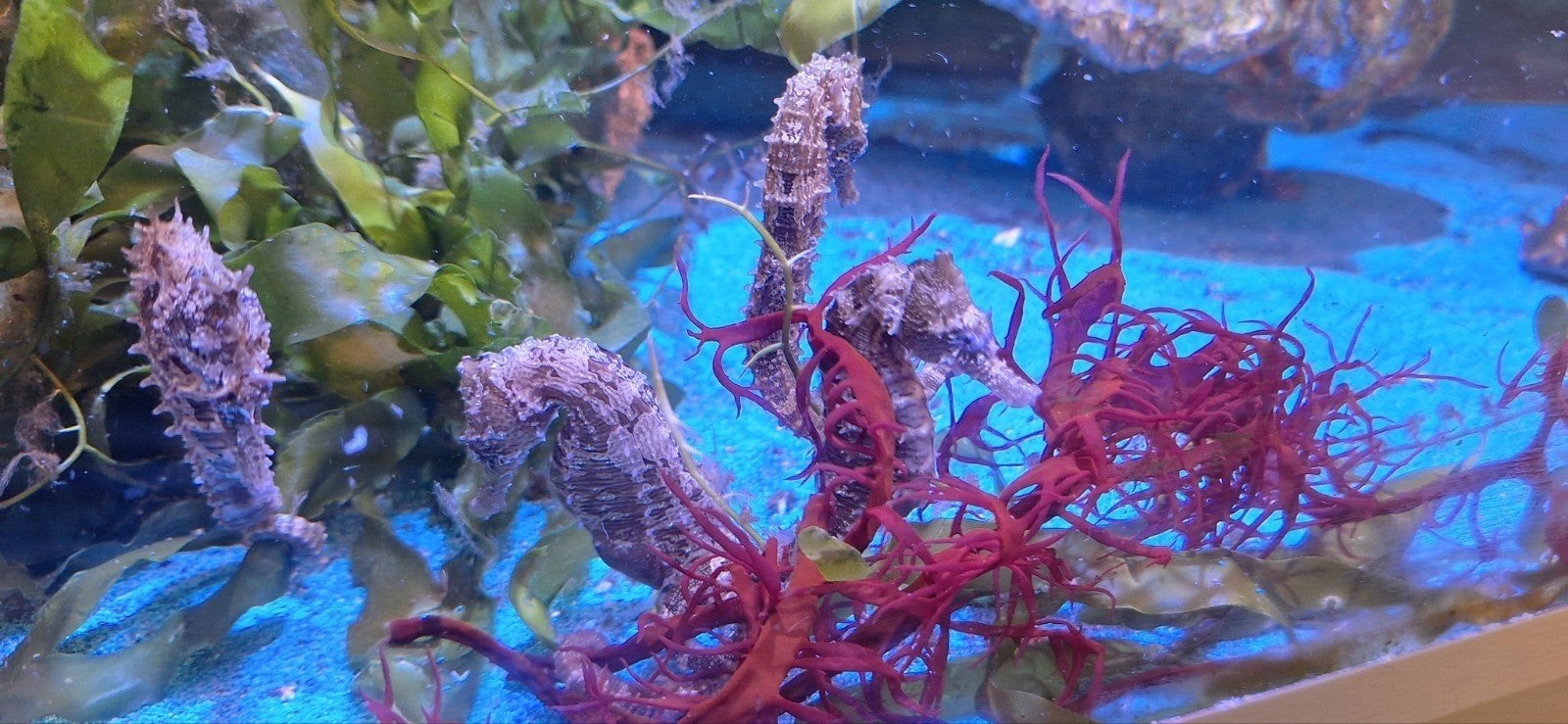 Nakweek Zeepaardjes 9/10 CM Hippocampus erectus, Dieren en Toebehoren, Vis, Zoutwatervis