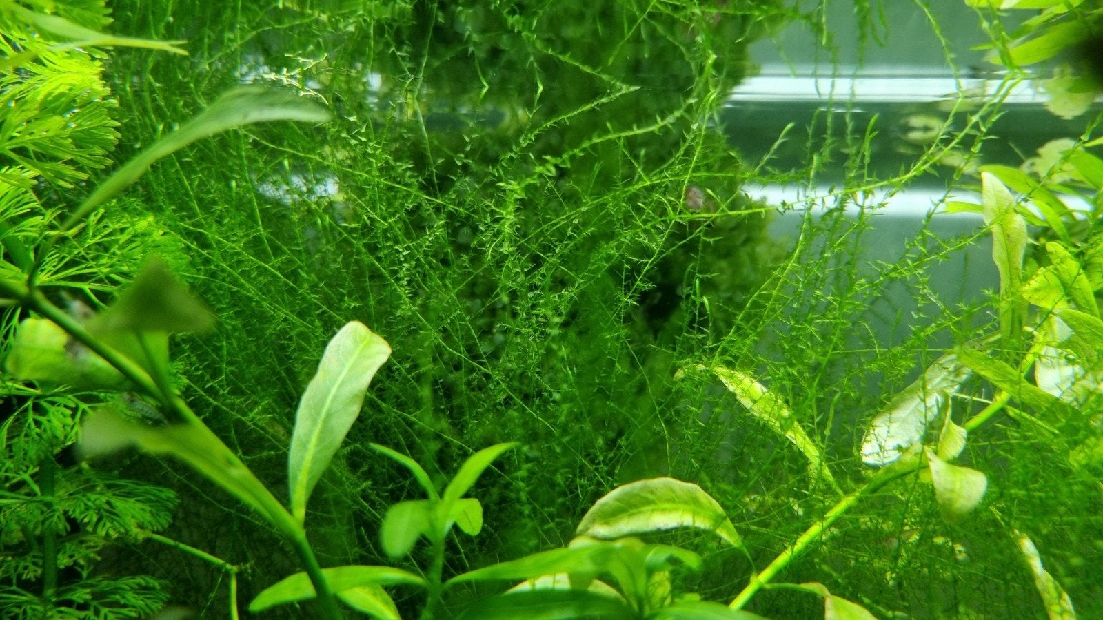 Java mos, Ophalen, Zo goed als nieuw, Plant(en), Steen of Hout