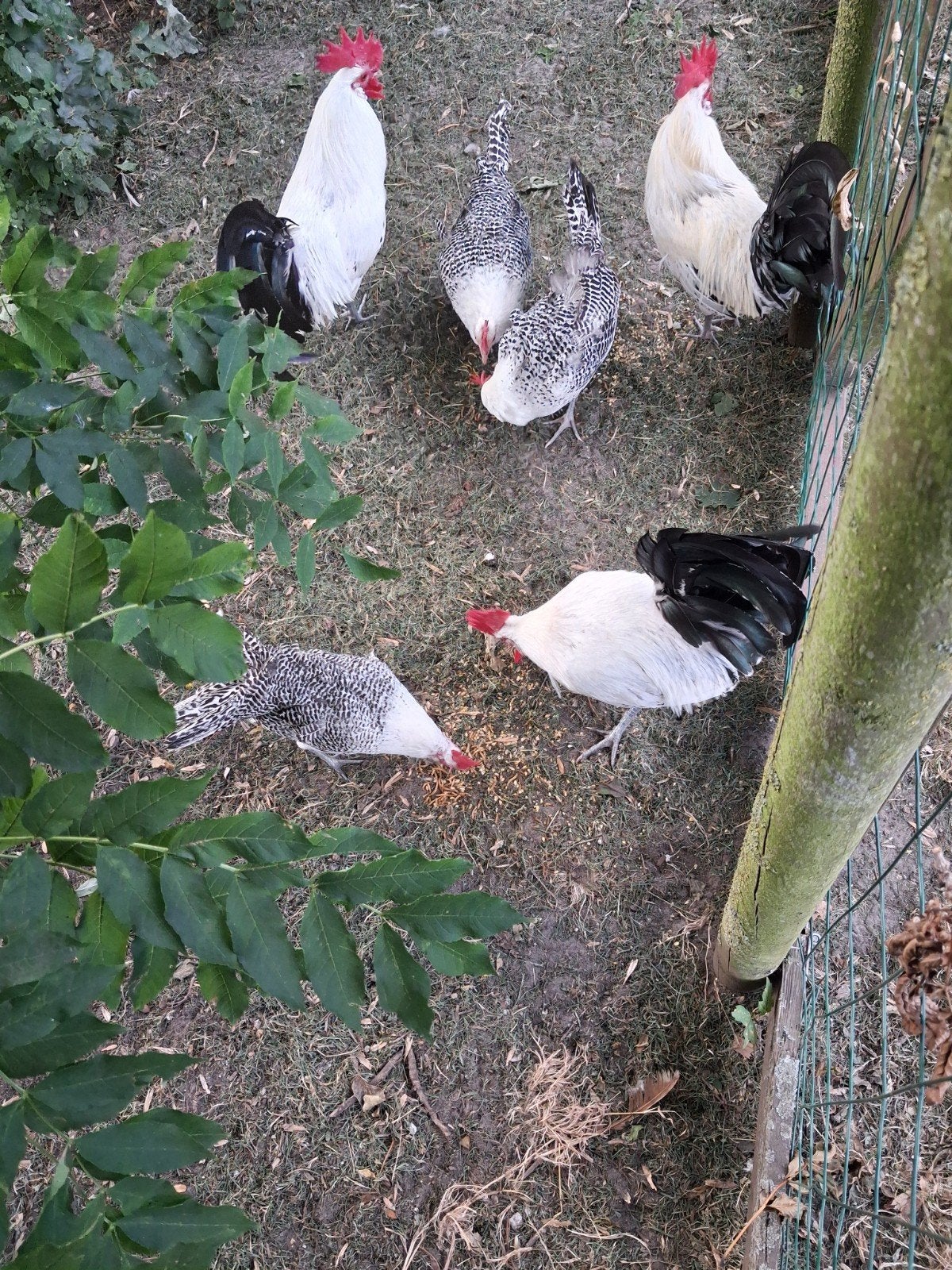 3 zilverpel hanen., Dieren en Toebehoren, Pluimvee, Mannelijk, Kip