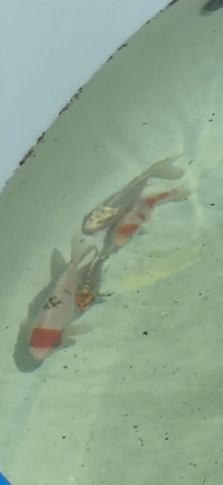 4 Baby Koi, Karper of Koi