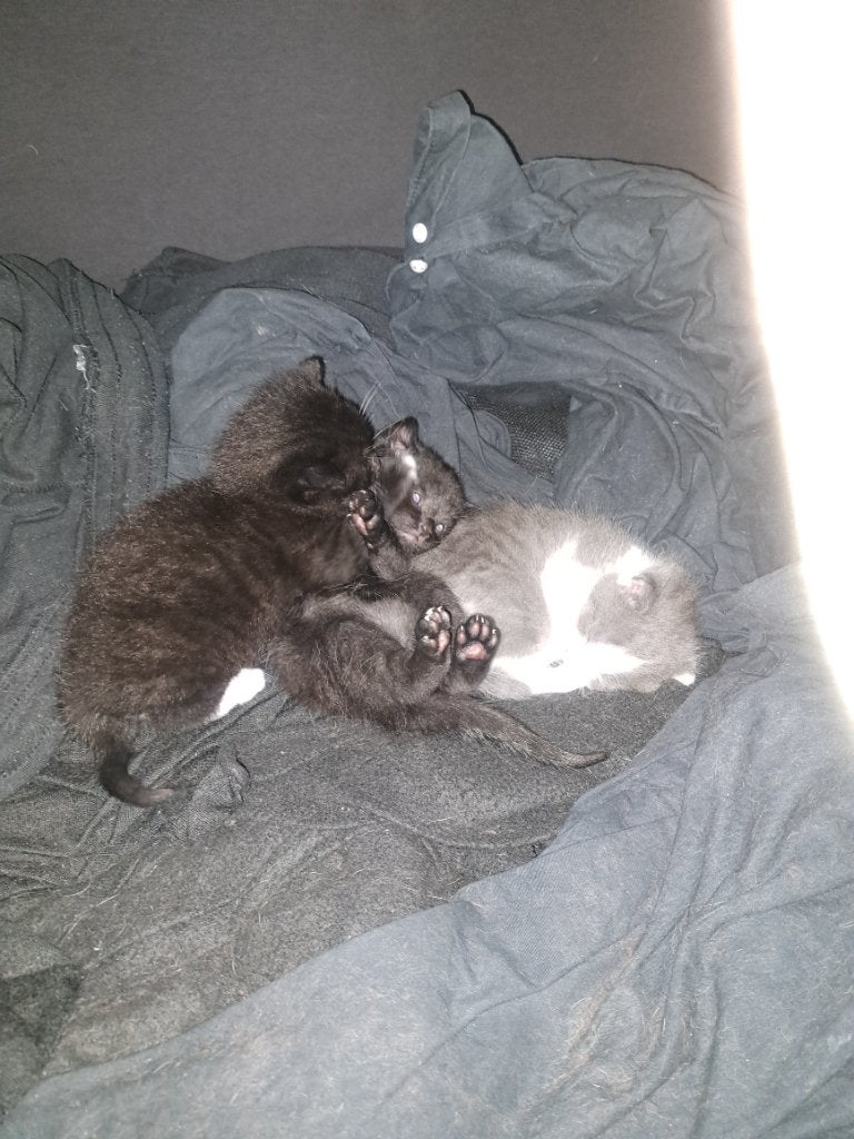 Kittens trio zwart, zwart wit en grijs, Dieren en Toebehoren, Meerdere dieren, Kortharig, 0 tot 2 jaar