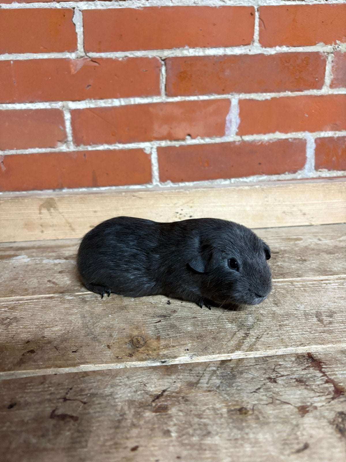 Blauw Soldiagouti cavia beren, Dieren en Toebehoren, Cavia, April, Mannelijk, Tam